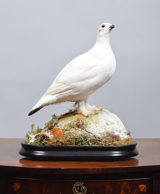 Lot 168 - Taxidermy: A Rock Ptarmigan (Lagopus mutus), a...