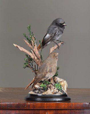Lot 1262 - Taxidermy: A Pair of Black Redstarts...