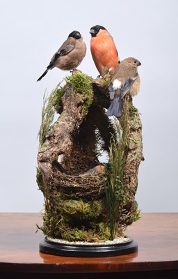 Lot 98 - Taxidermy: A Group of European Bullfinches...