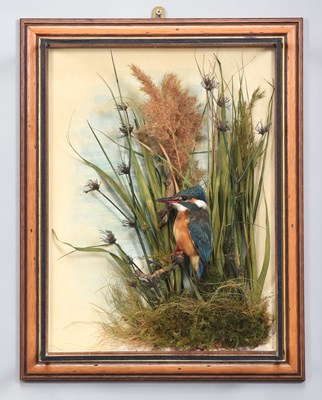 Lot 253 - Taxidermy: A Wall Cased European Kingfisher...