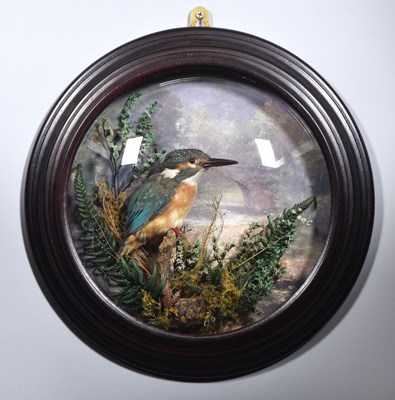 Lot 130 - Taxidermy: European Kingfisher (Alcedo athis),...