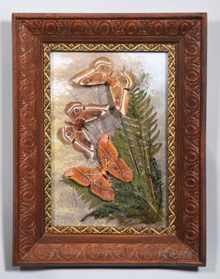 Lot 82 - Entomology: A Wall Framed Display of Silk and...