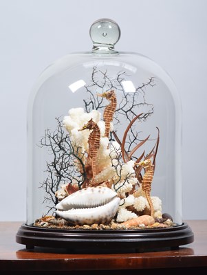 Lot 164 - Natural History: A Trio of Preserved Lined...