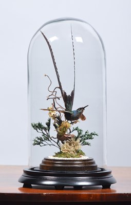 Lot 224 - Taxidermy: Green-tailed Trainbearer...