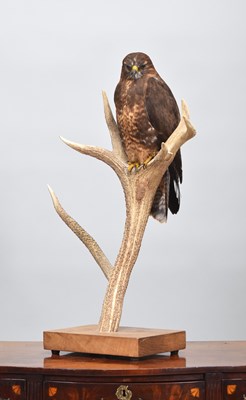 Lot 225 - Taxidermy: European Buzzard (Buteo buteo),...
