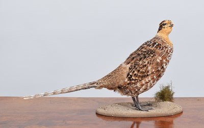 Lot 1149 - Taxidermy: Reeves Pheasant (Syrmaticus...