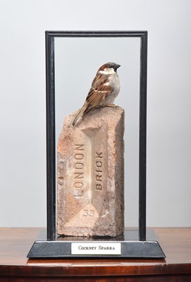 Lot 251 - Taxidermy: A Cased House Sparrow (Passer...