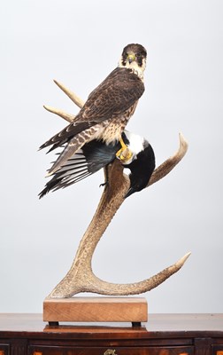Lot 249 - Taxidermy: Peregrine Falcon (Falco peregrinus),...
