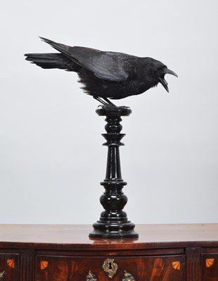 Lot 252 - Taxidermy: Carrion Crow (Corvus corone),...