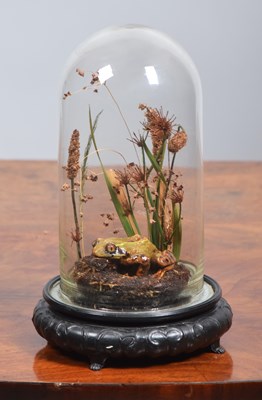 Lot 1252 - Natural History: Common Pond Frog, modern,...