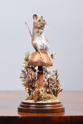 Lot 1254 - Taxidermy: A Field Mouse (Apodemus sylvaticus),...