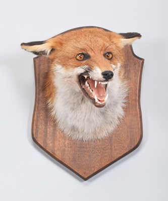 Lot 1264 - Taxidermy: European Red Fox Mask (Vulpes...