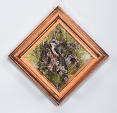 Lot 1286 - Taxidermy: A Diamond Wall Cased Long-tailed...