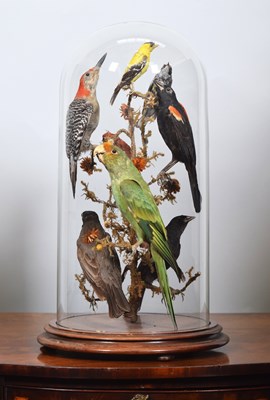 Lot 254 - Taxidermy: A Late Victorian Display of North...