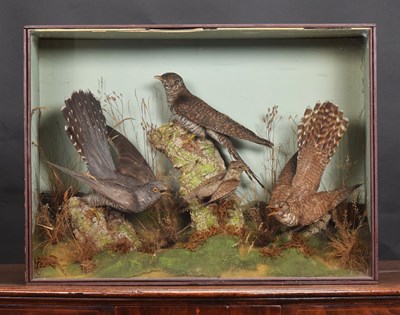 Lot 228 - Taxidermy: A Late Victorian Case of Common...