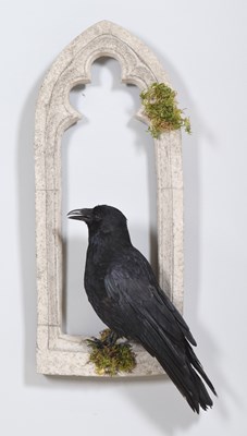 Lot 1157 - Taxidermy: A Carrion Crow Within a Church...