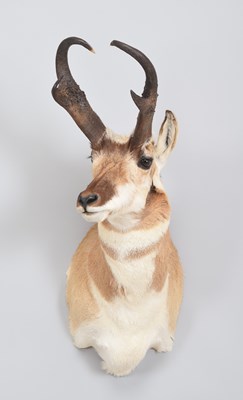 Lot 256 - Taxidermy: North American Pronghorn...