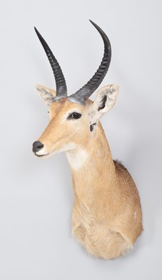 Lot 257 - Taxidermy: Southern Common Reedbuck (Redunca...