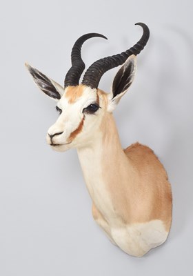 Lot 258 - Taxidermy: South African Springbok (Antidorcas...