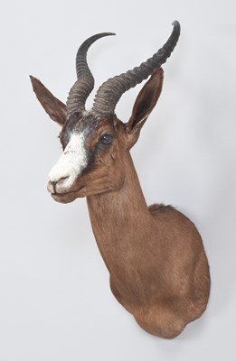 Lot 259 - Taxidermy: A Chocolate Brown South African...