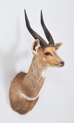 Lot 260 - Taxidermy: Cape Bushbuck (Tragelaphus...