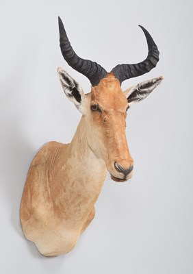 Lot 261 - Taxidermy: Coke's Hartebeest (Alcelaphus...