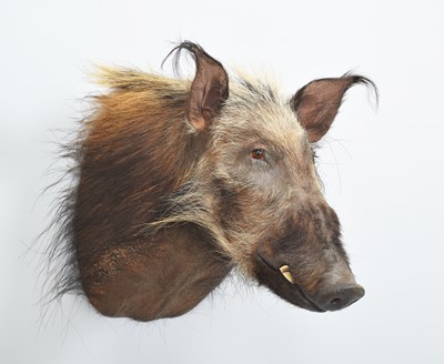 Lot 262 - Taxidermy: African Bushpig (Potamochoerus...