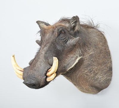 Lot 263 - Taxidermy: Common Warthog (Phacochoerus...