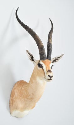 Lot 264 - Taxidermy: Southern Grant's Gazelle (Nanger...