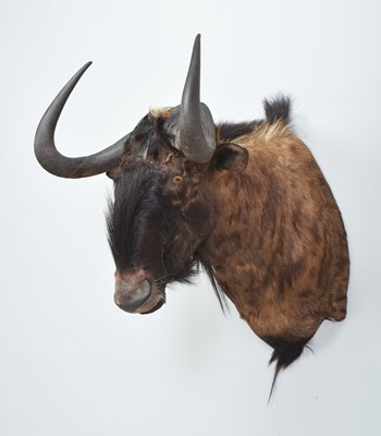 Lot 265 - Taxidermy: Black Wildebeest (Connochaetes...