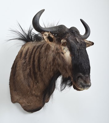 Lot 266 - Taxidermy: Blue Wildebeest (Connochaetes...