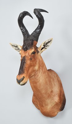 Lot 268 - Taxidermy: Cape Red Hartebeest (Alcelaphus...
