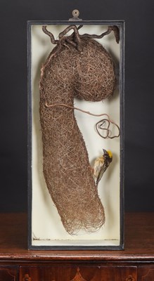 Lot 317 - Taxidermy: A Baya Weaver Bird Nest Diorama...