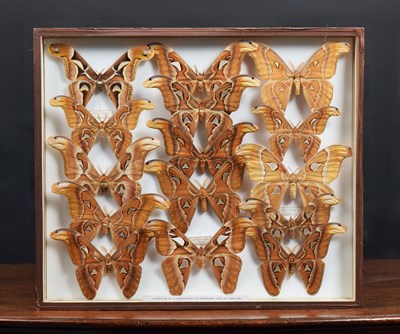 Lot 94 - Entomology: A Framed Display of Atlas Moths,...