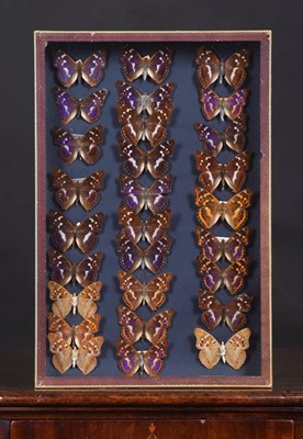 Lot 1255 - Entomology: A Display of Purple Emperor...