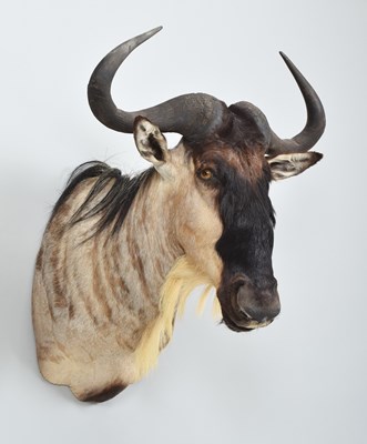 Lot 269 - Taxidermy: Eastern White-bearded Wildebeest or...