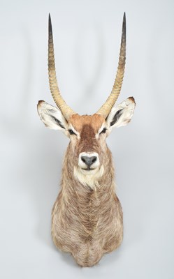 Lot 270 - Taxidermy: Common Waterbuck (Kobus...
