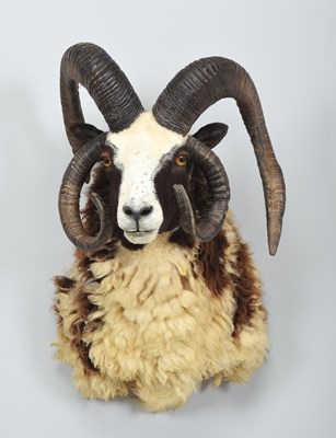 Lot 271 - Taxidermy: Jacobs or Four-horned Sheep (Ovis...