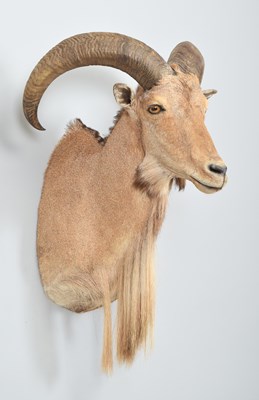 Lot 272 - Taxidermy: Barbary Sheep (Ammotragus lervia),...