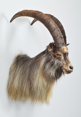 Lot 273 - Taxidermy: Wild Goat (Capra aegagrus), dated...