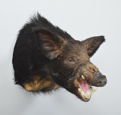 Lot 274 - Taxidermy: European Wildboar (Sus scrofa),...