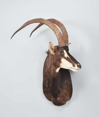 Lot 267 - Taxidermy: Sable Antelope (Hippotragus niger...