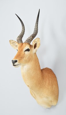 Lot 275 - Taxidermy: Puku (Kobus vardonii), dated 2007,...