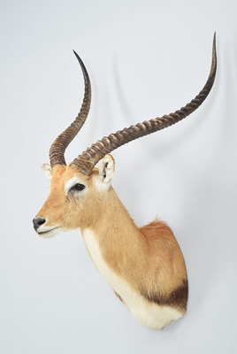 Lot 276 - Taxidermy: Kafue Flats Lechwe (Kobus...