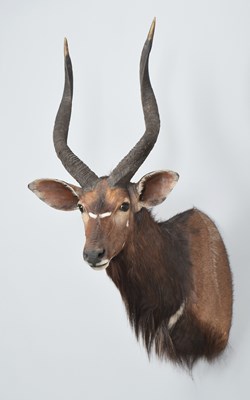 Lot 277 - Taxidermy: Lowland Nyala (Nyala angasii),...