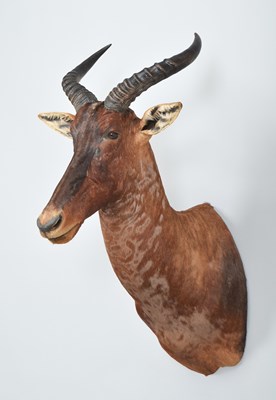Lot 278 - Taxidermy: Western Tsessebe (Damaliscus...