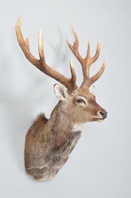 Lot 279 - Taxidermy: Manchurian Park Sika Deer (Cervus...