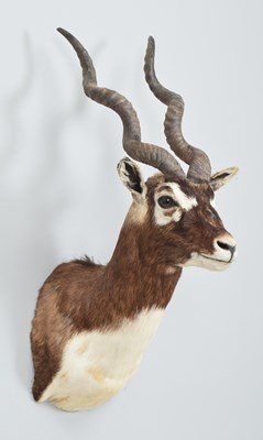 Lot 280 - Taxidermy: Rajputan Blackbuck (Antilope...