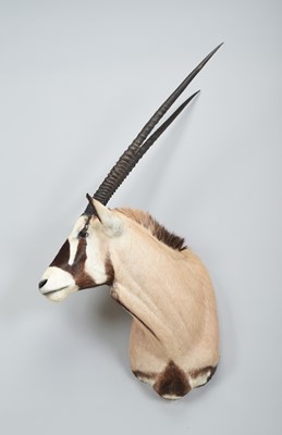 Lot 281 - Taxidermy: Gemsbok Oryx (Oryx gazella), dated...
