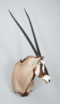 Lot 282 - Taxidermy: Gemsbok Oryx (Oryx gazella), dated...